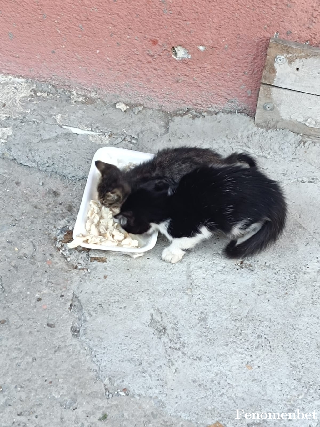 Zerda911 tarafından paylaşıldı