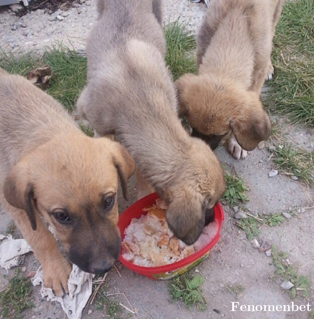 Ayten0825 tarafından paylaşıldı