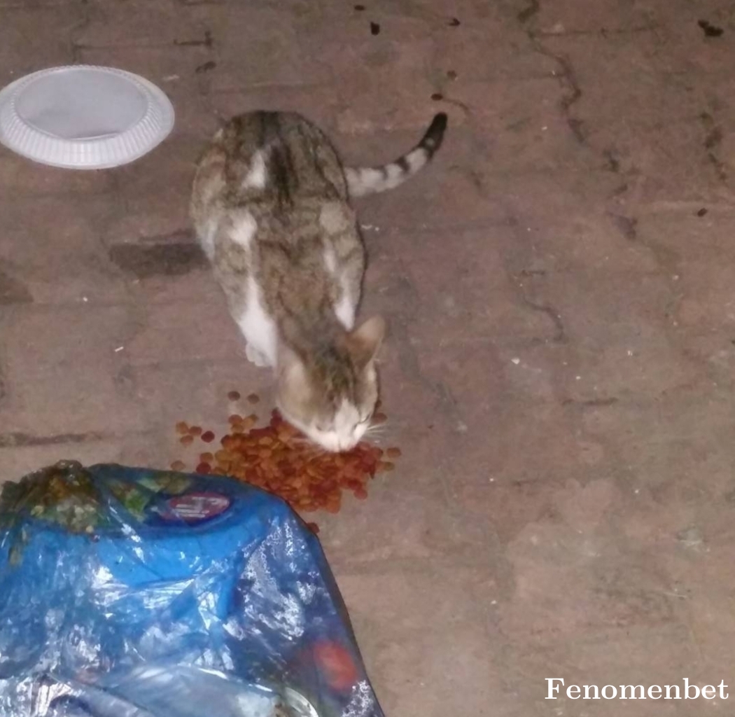 bahoz05 tarafından paylaşıldı