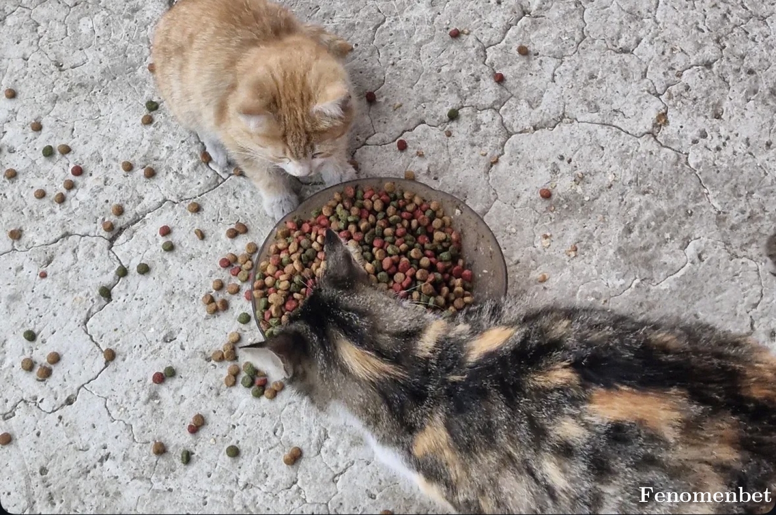 Mervacan1 tarafından paylaşıldı