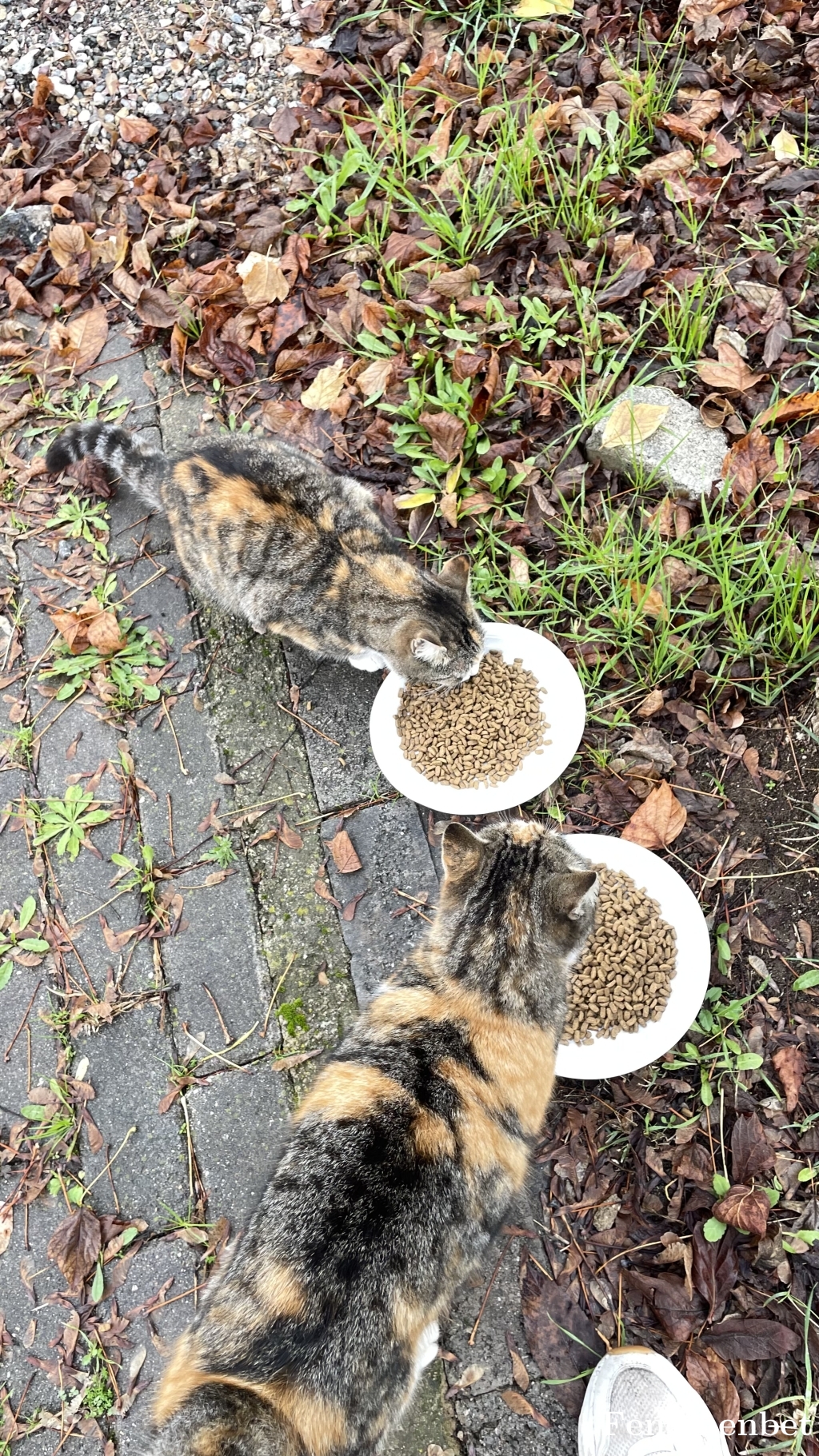 Gulsaahcc tarafından paylaşıldı