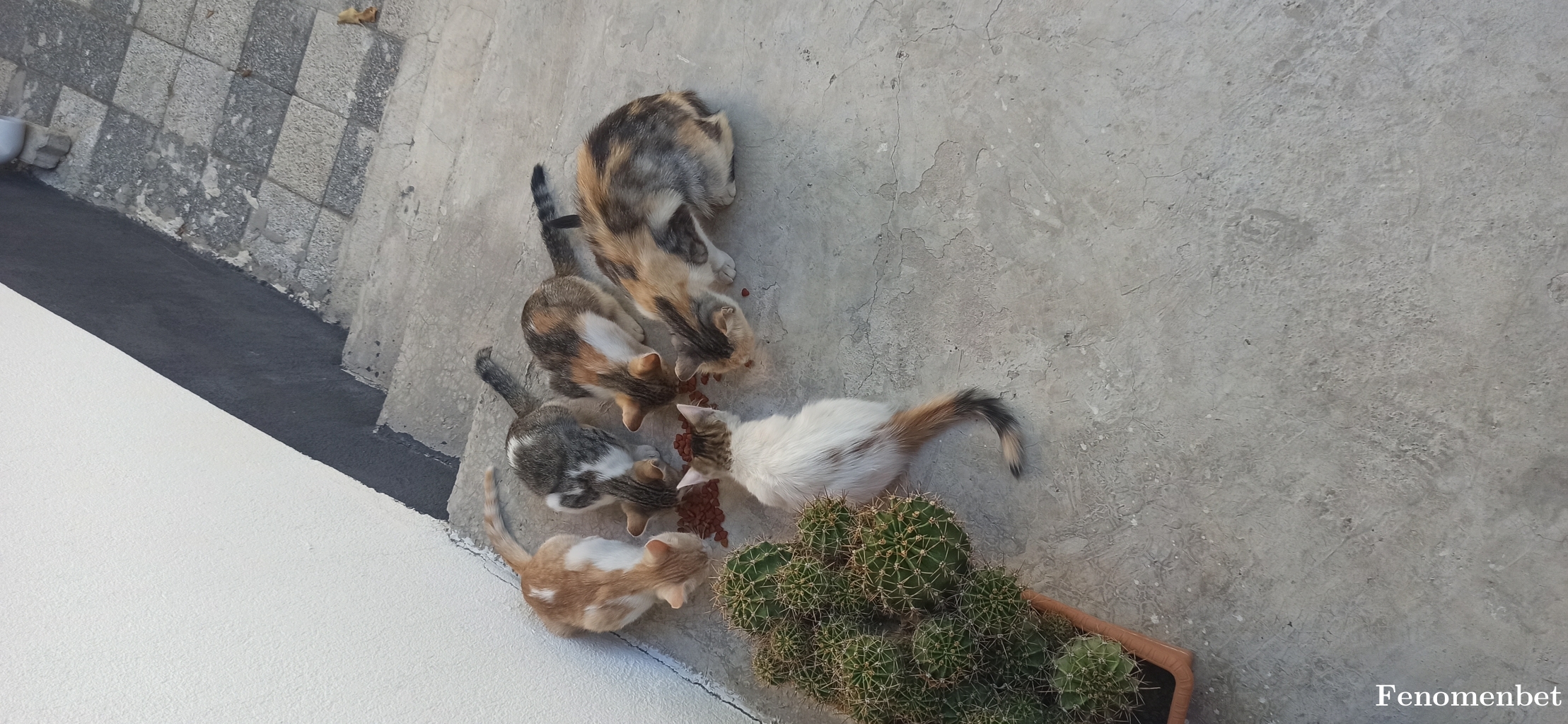 Sahtekar40 tarafından paylaşıldı