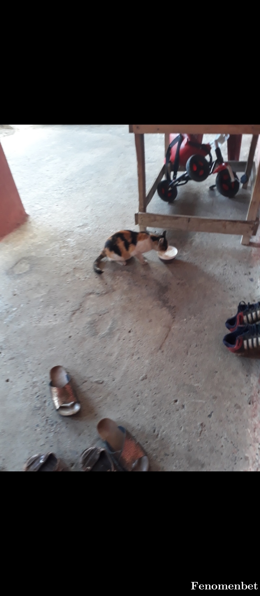 FideV33 tarafından paylaşıldı