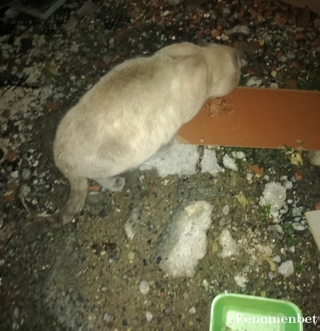 enes199934 tarafından paylaşıldı