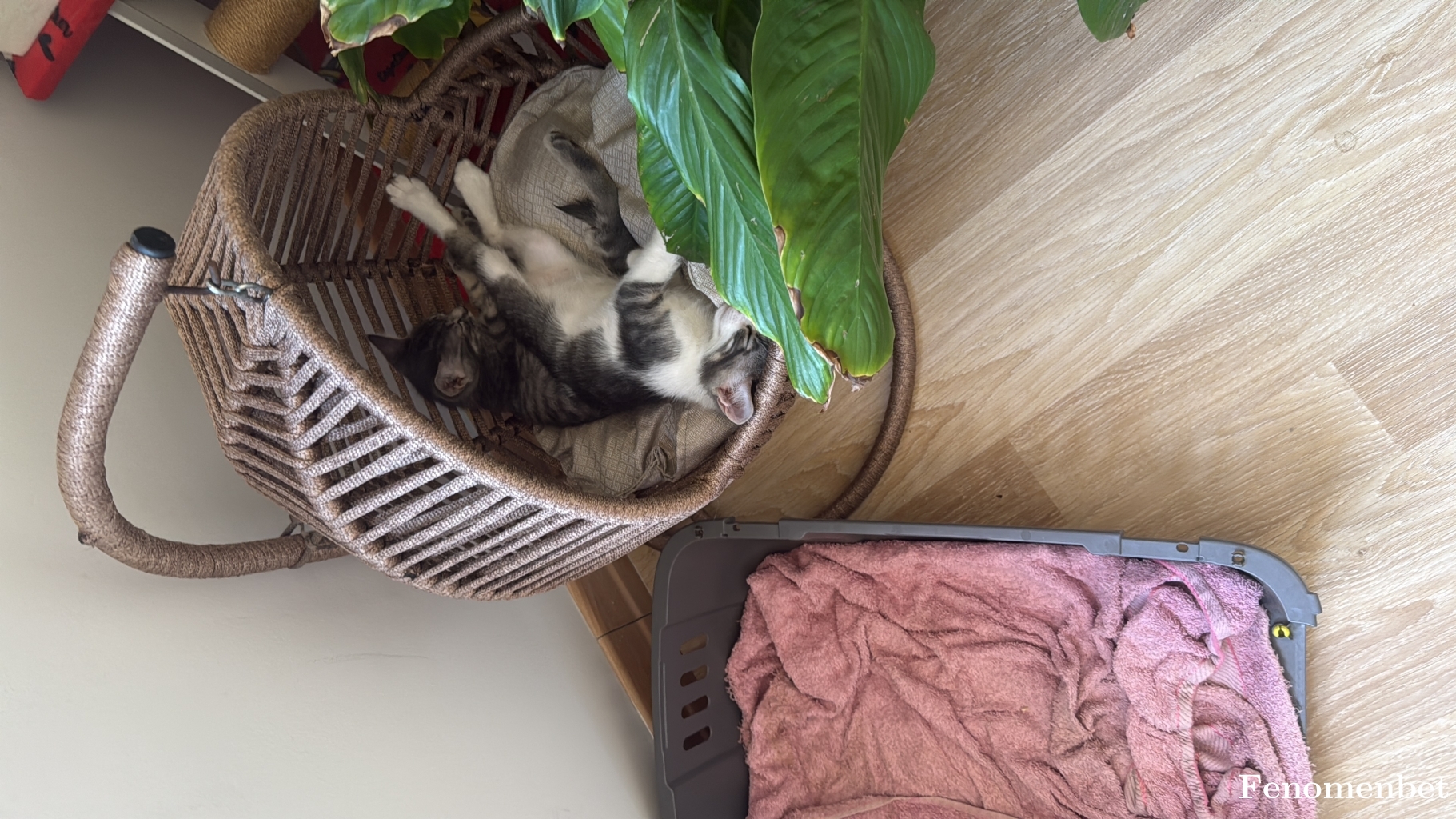 Enteldantel82 tarafından paylaşıldı