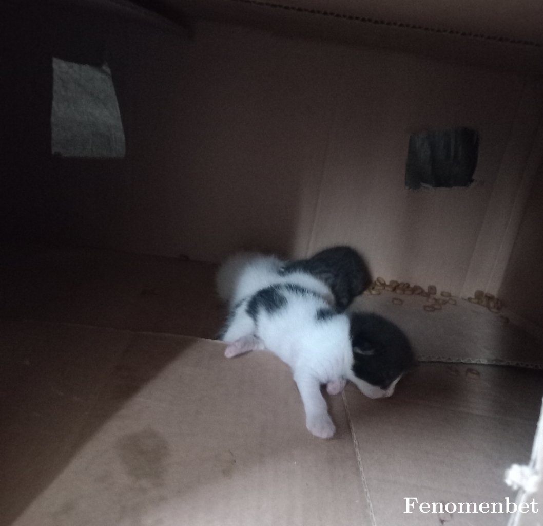 togiabi tarafından paylaşıldı