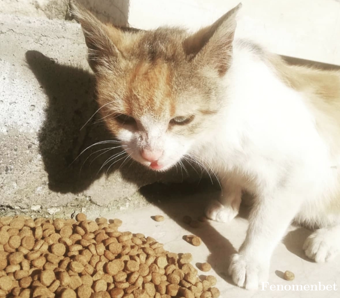 Hkntkn tarafından paylaşıldı