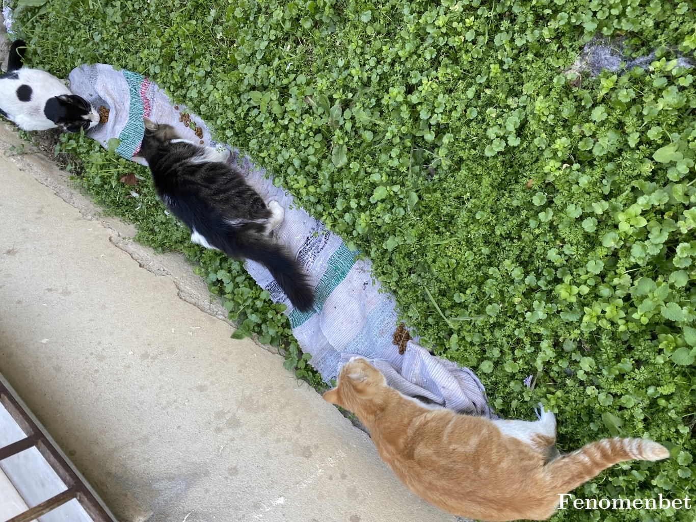 Easeease tarafından paylaşıldı