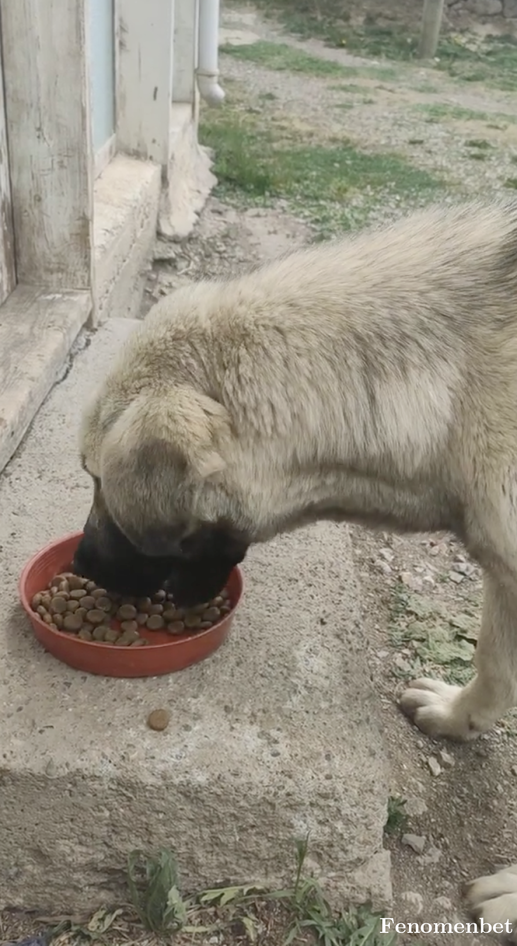 baslajk tarafından paylaşıldı