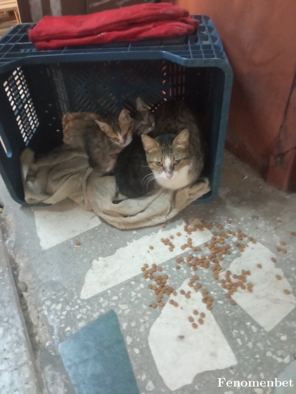 Cancan971 tarafından paylaşıldı