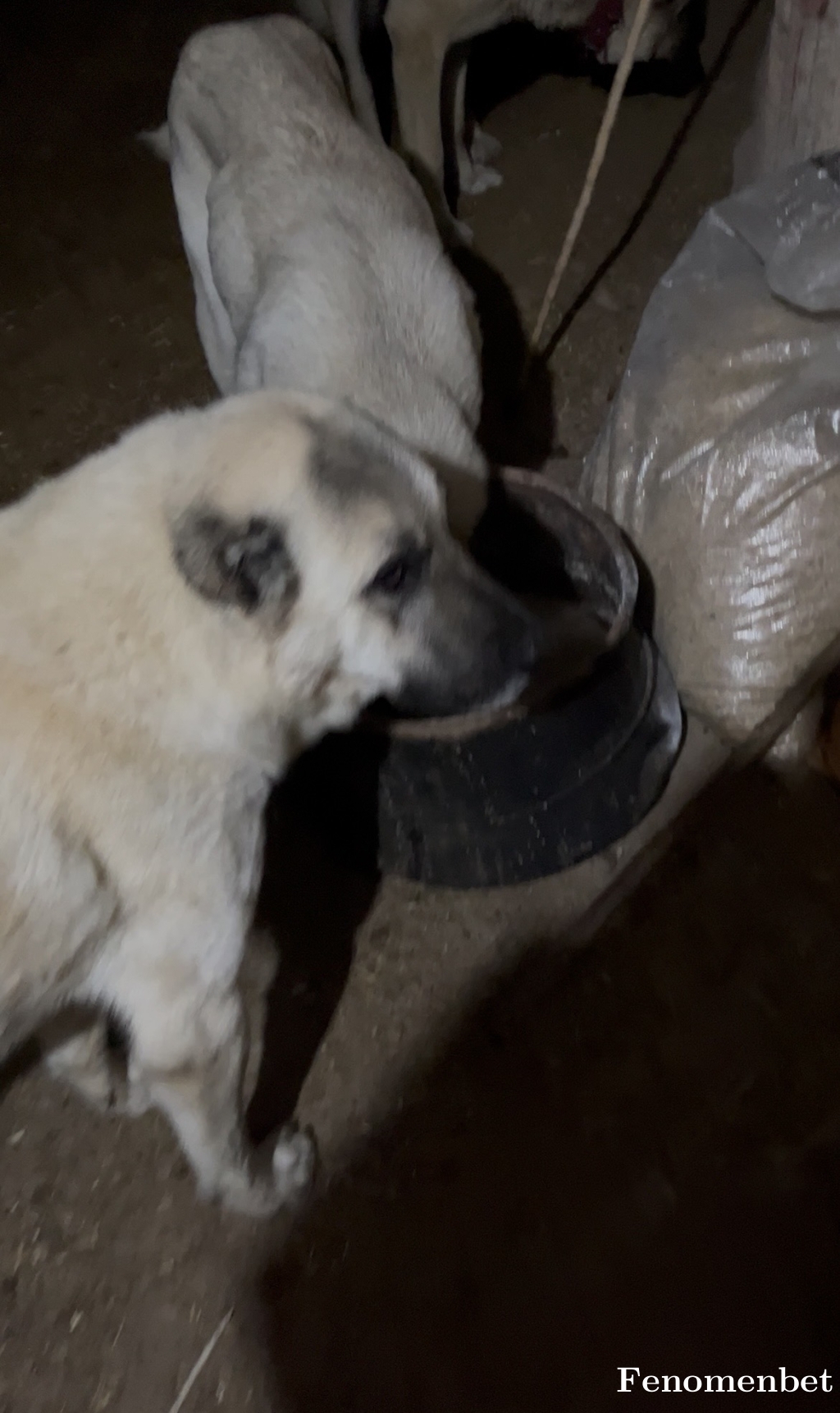 canbeys06 tarafından paylaşıldı