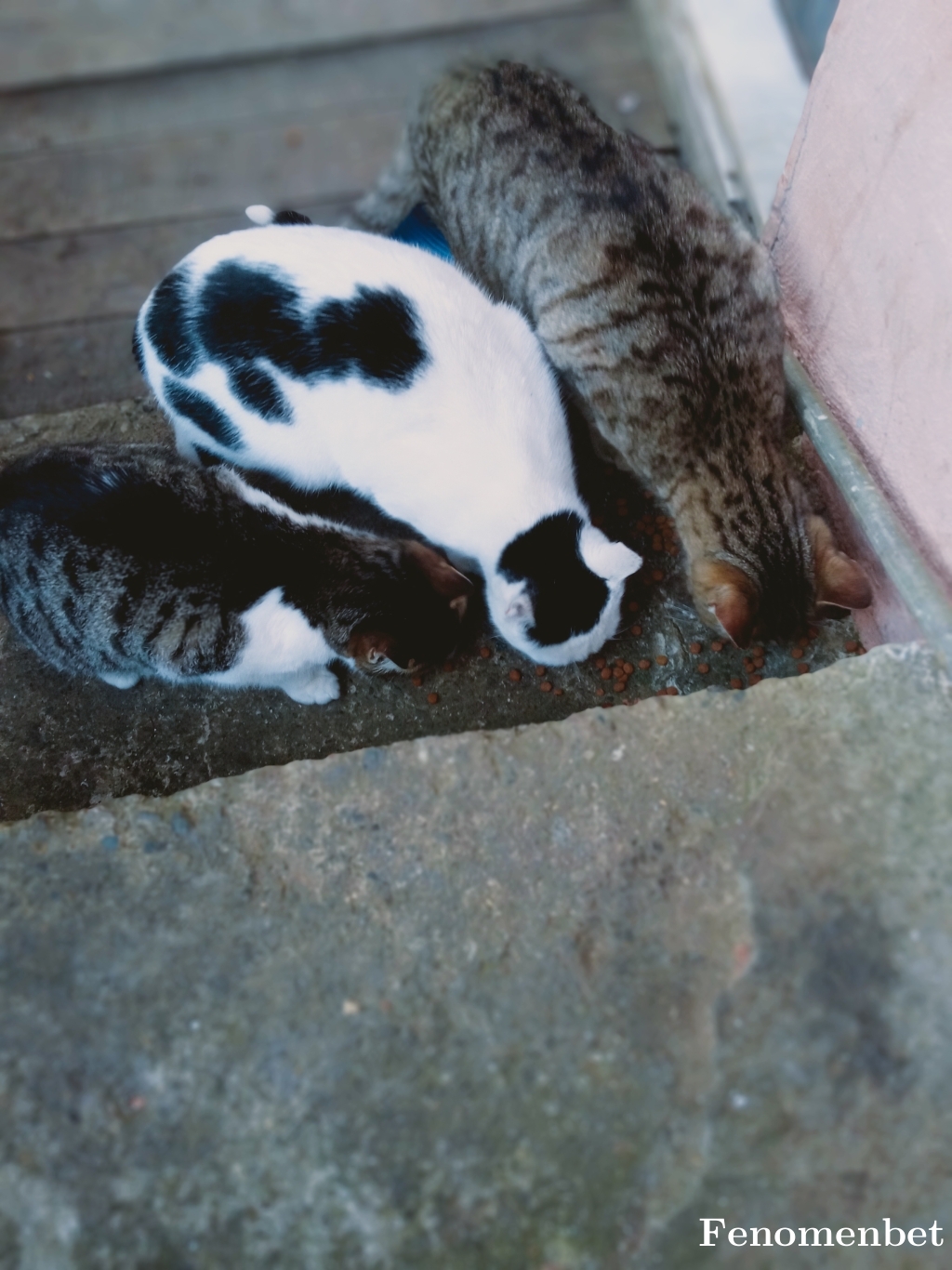 CANCAN1818 tarafından paylaşıldı