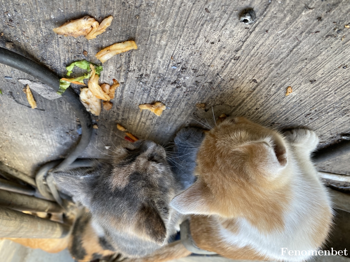 Tolgamukul tarafından paylaşıldı