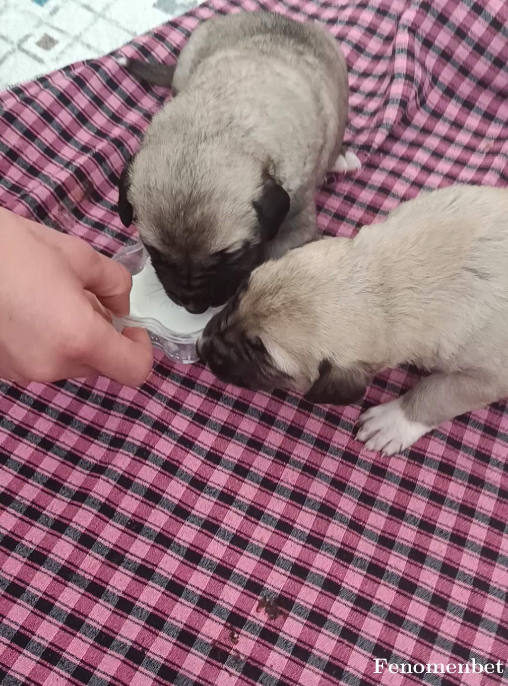 Neseturan23 tarafından paylaşıldı