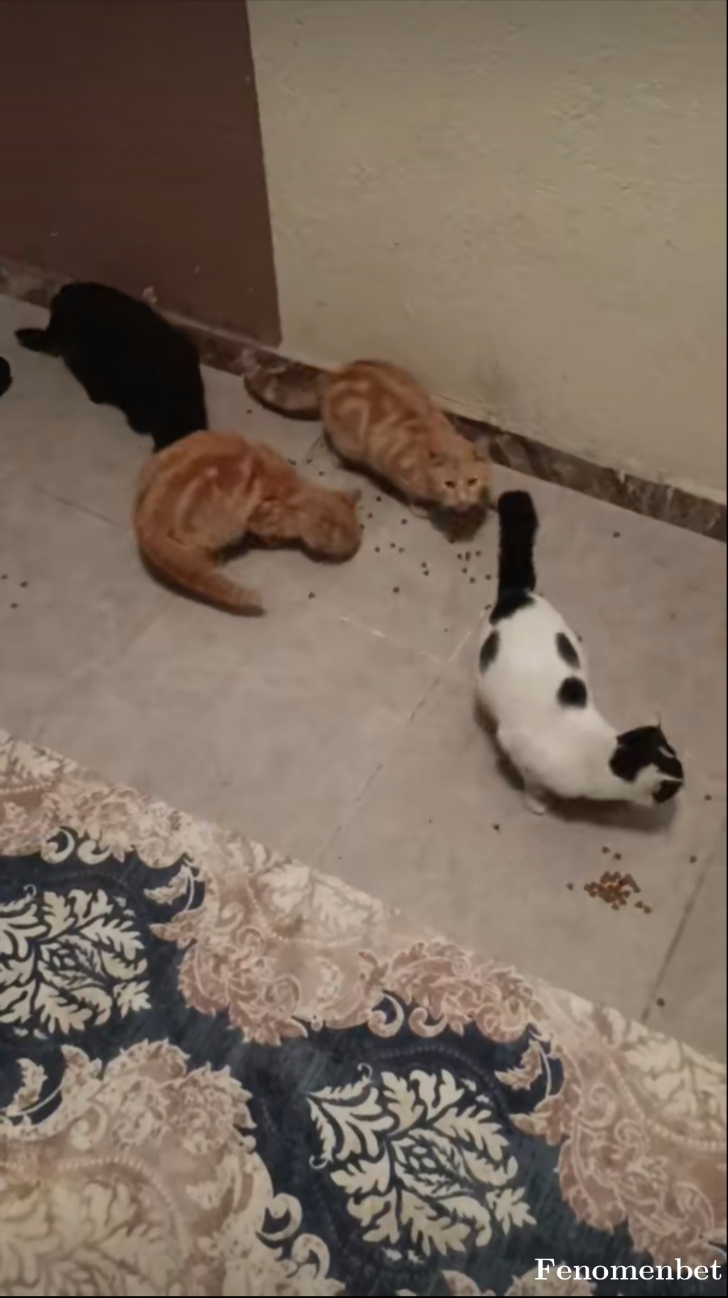 Hisli7  tarafından paylaşıldı