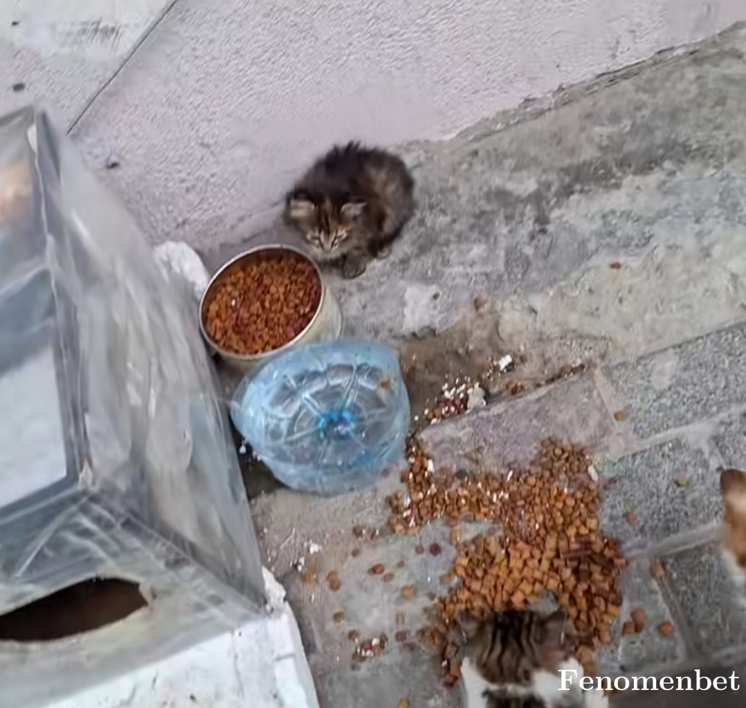 Gktugx42 tarafından paylaşıldı