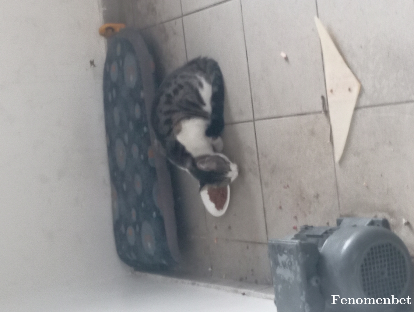 srfkrkzl tarafından paylaşıldı