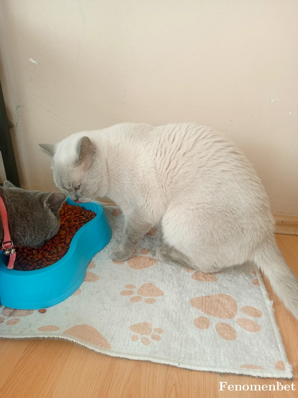 Emelumut tarafından paylaşıldı