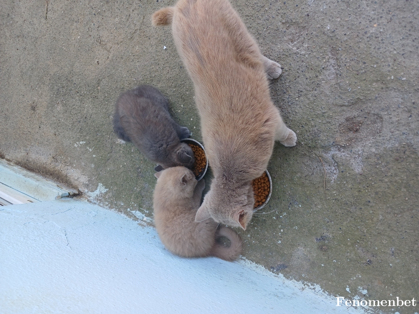 Szrsmz55 tarafından paylaşıldı