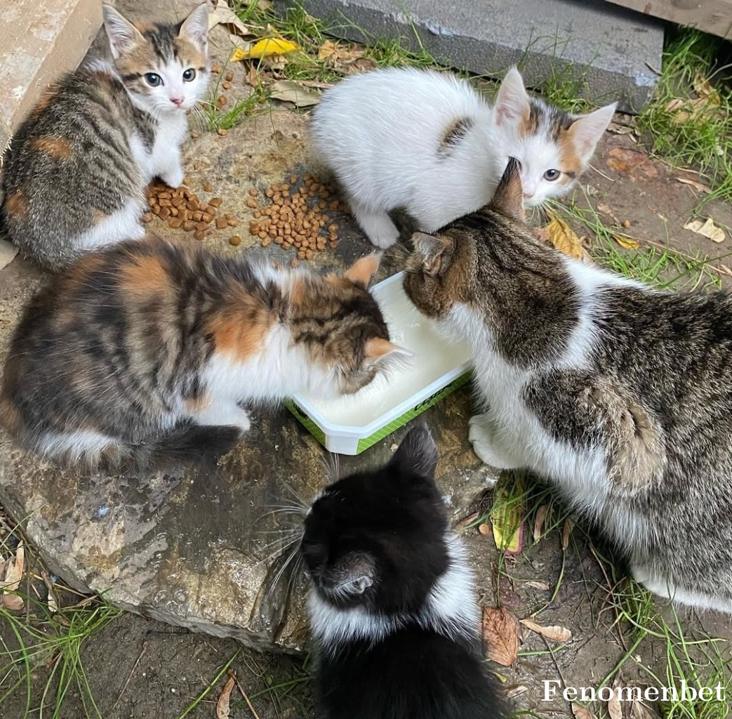 Ttrerdi tarafından paylaşıldı