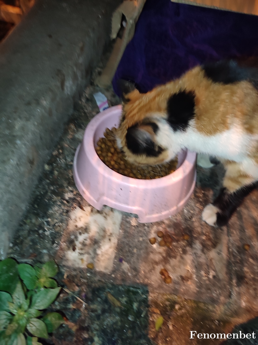 Knightemil  tarafından paylaşıldı