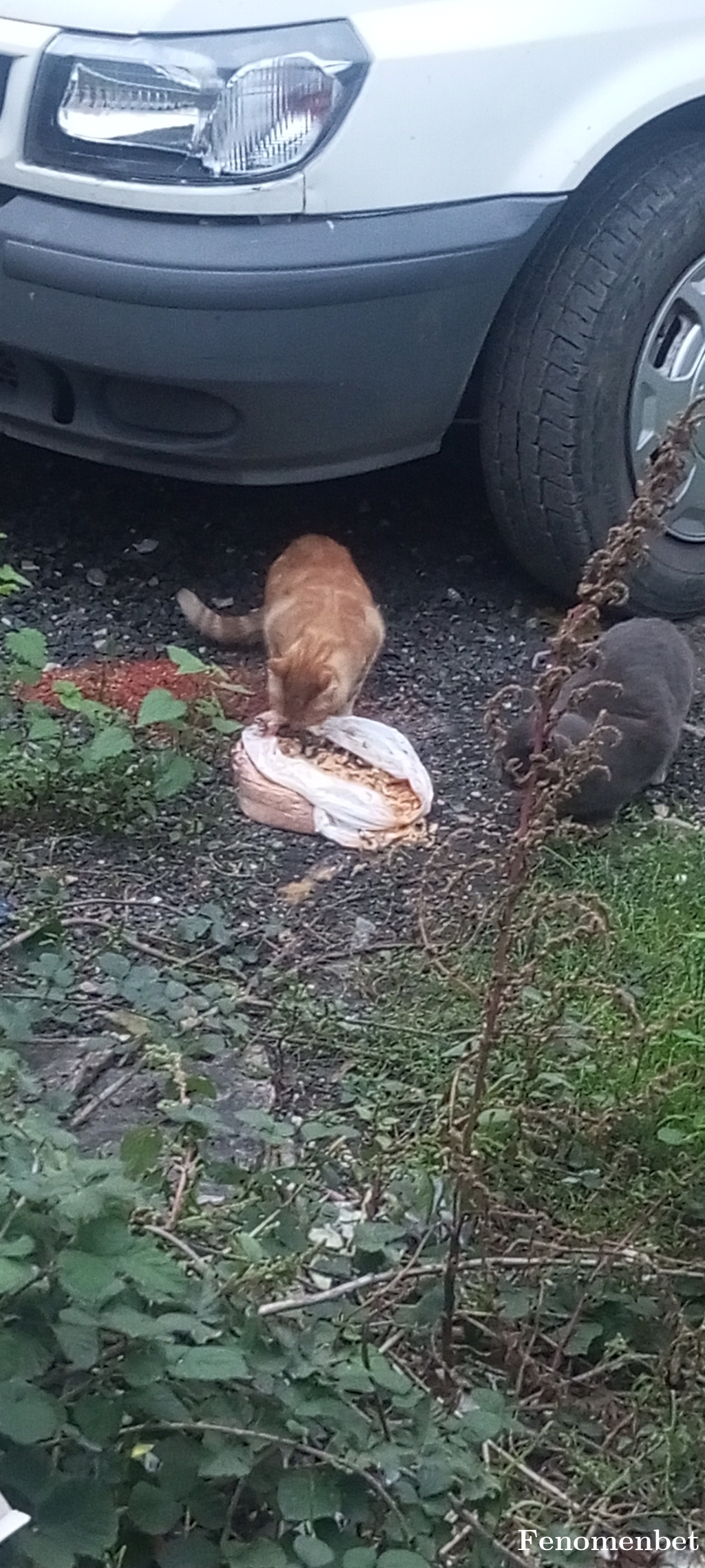 akngunay tarafından paylaşıldı