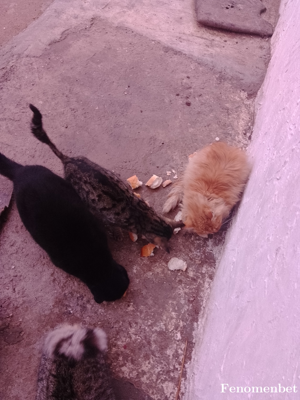 Mustyplt tarafından paylaşıldı