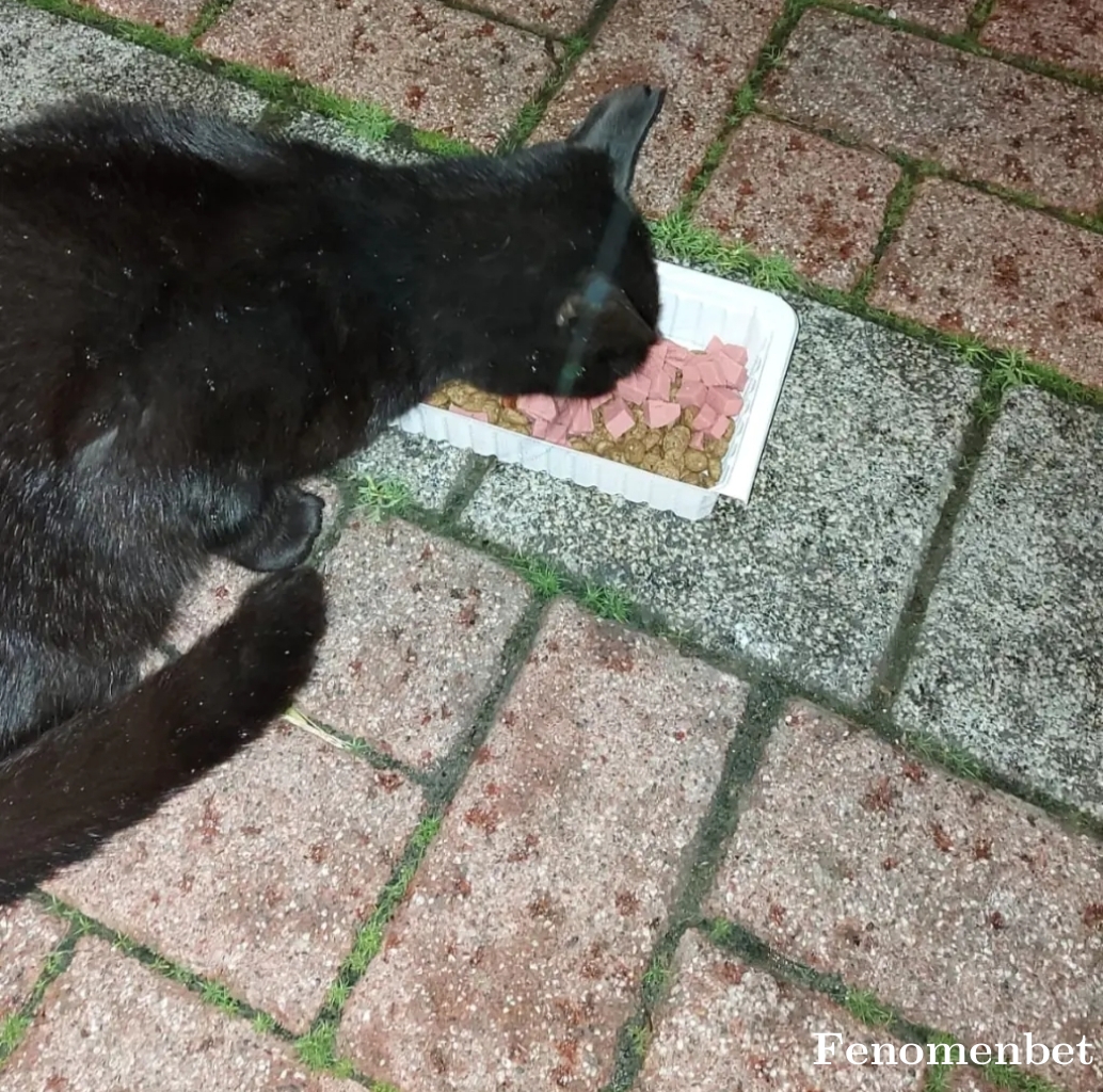 Dereli46 tarafından paylaşıldı