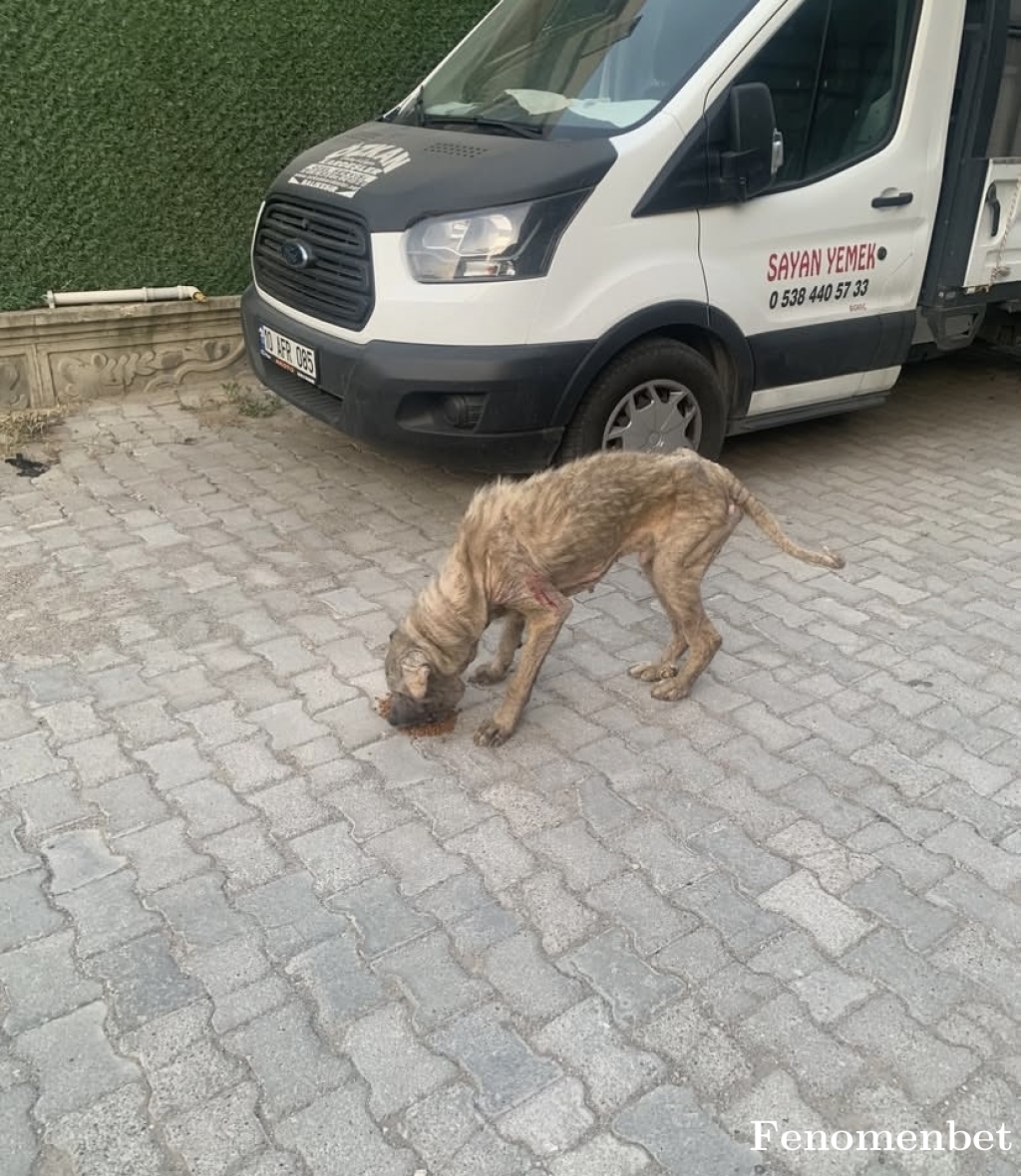 Haticesyr tarafından paylaşıldı