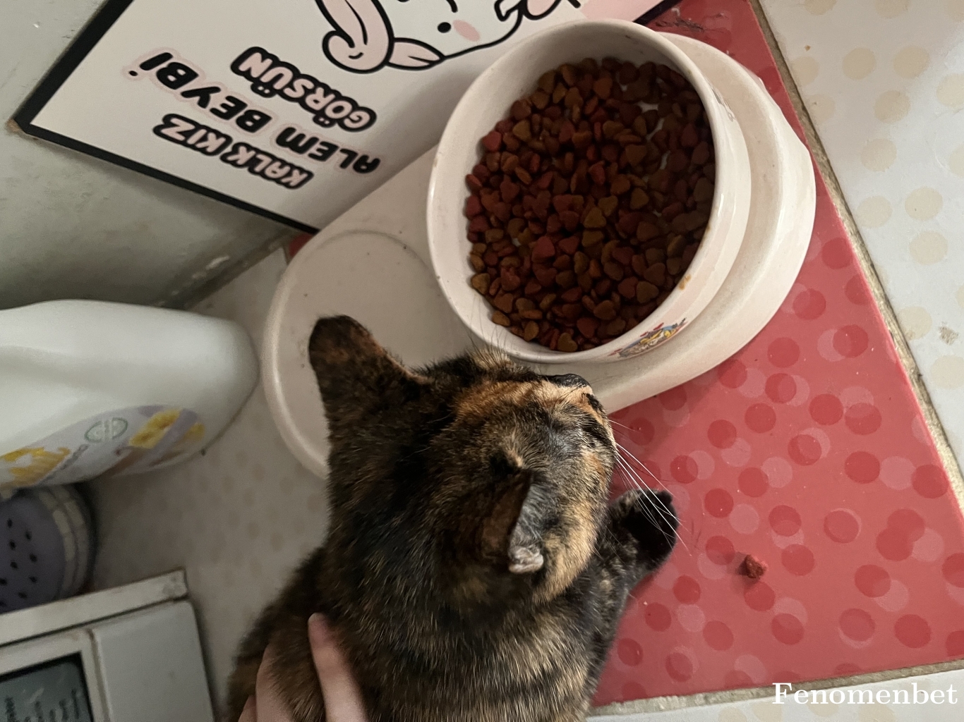 nisadogaann tarafından paylaşıldı