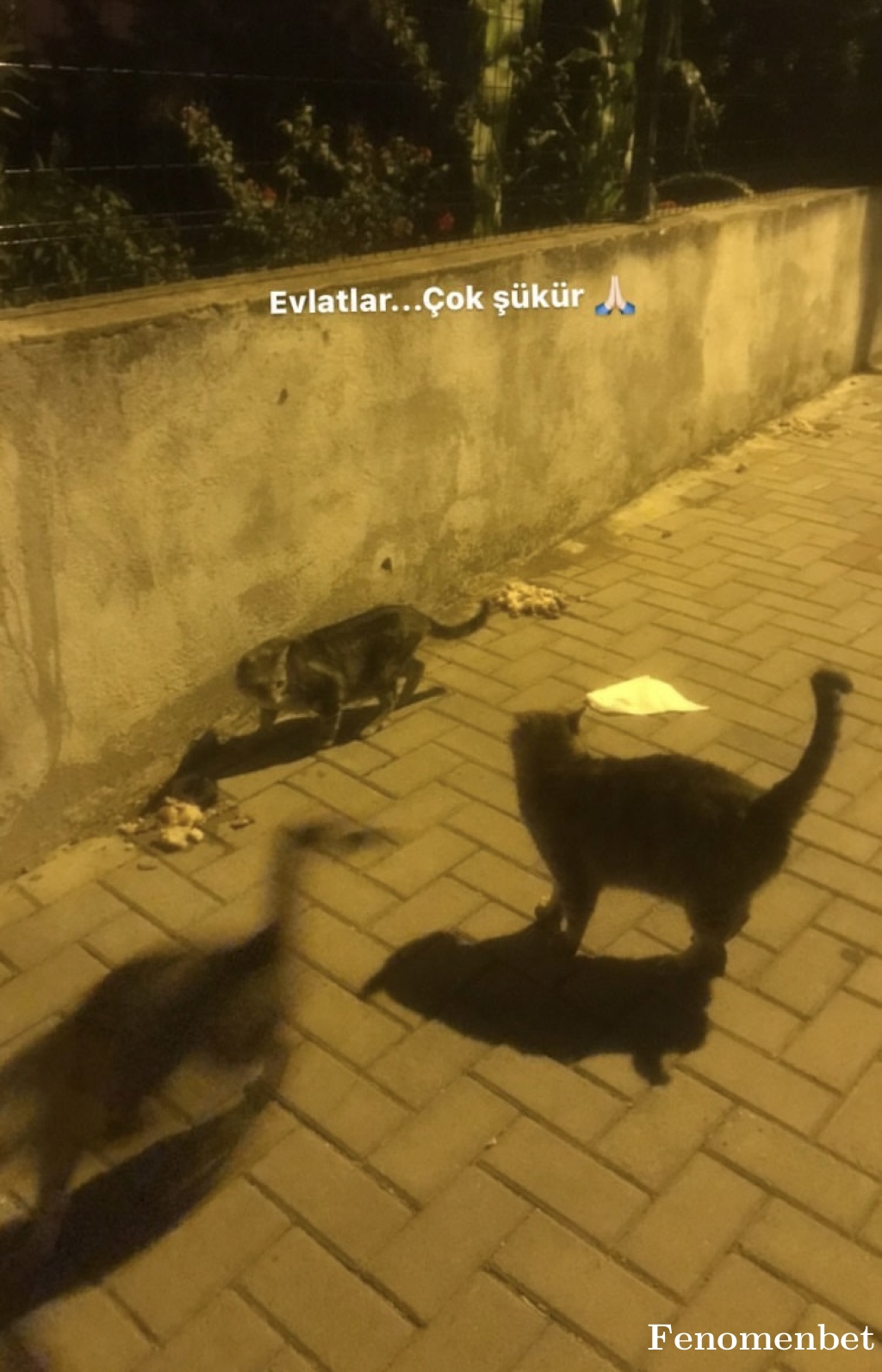 Dodo4809 tarafından paylaşıldı