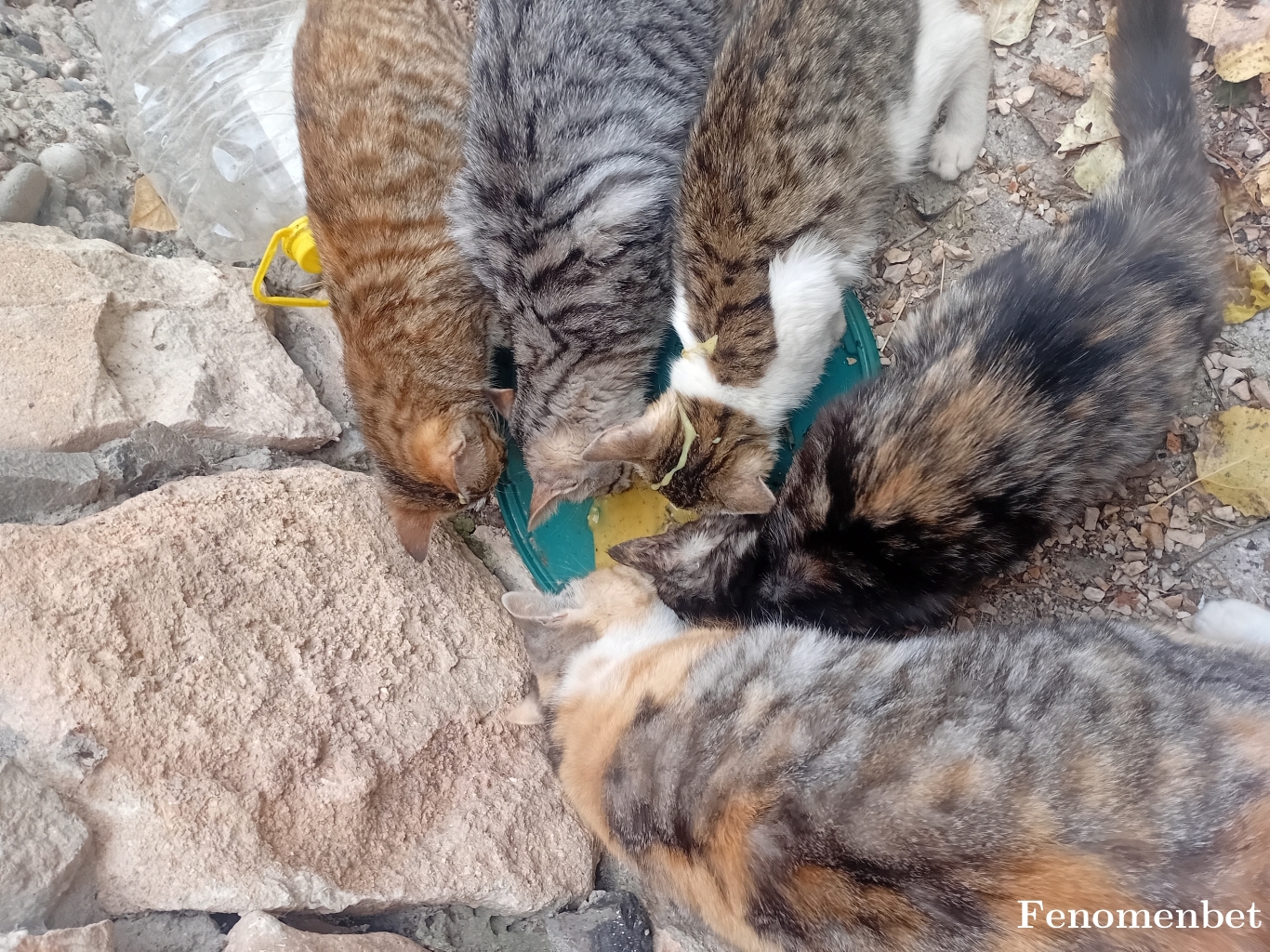 tunahan691 tarafından paylaşıldı