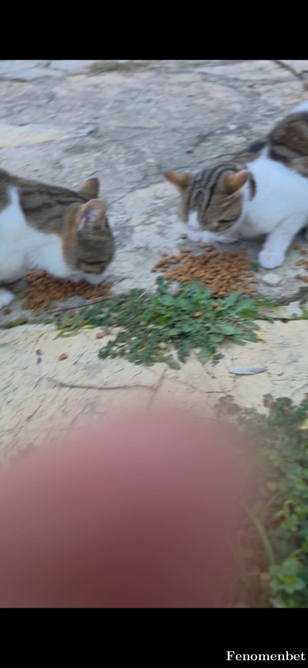 Drnozgur tarafından paylaşıldı