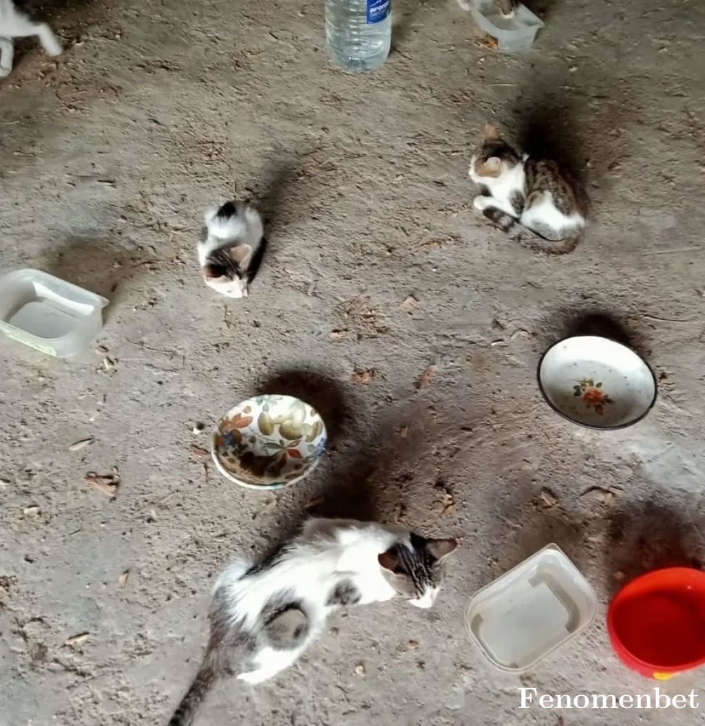 Scream3535 tarafından paylaşıldı