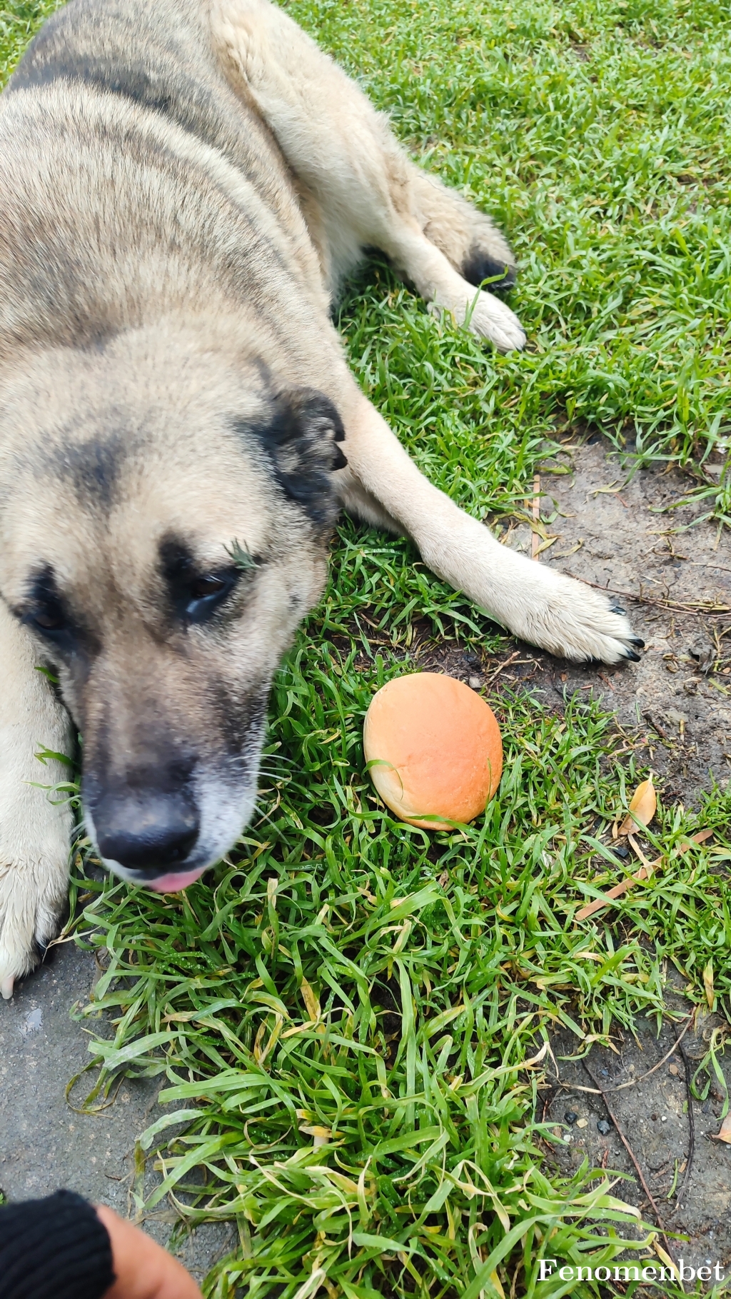 Bozkurt52 tarafından paylaşıldı