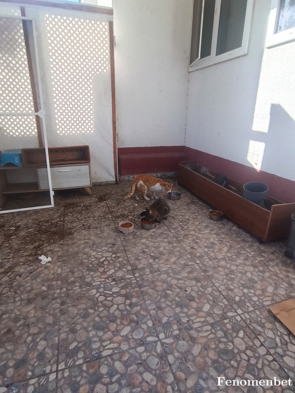 mgchacha tarafından paylaşıldı