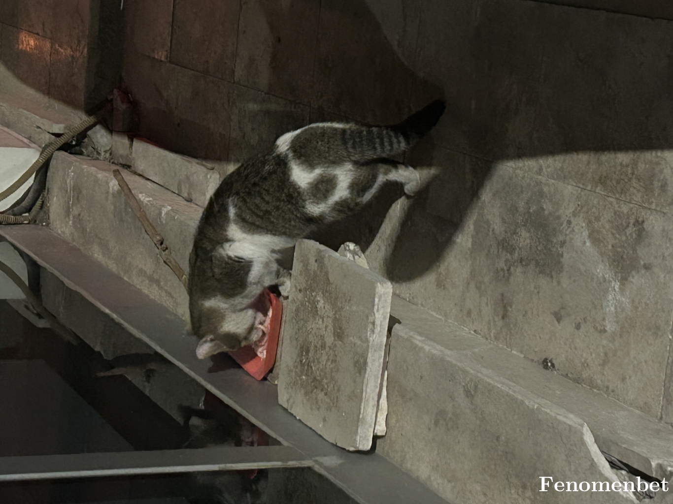 Fallen16 tarafından paylaşıldı