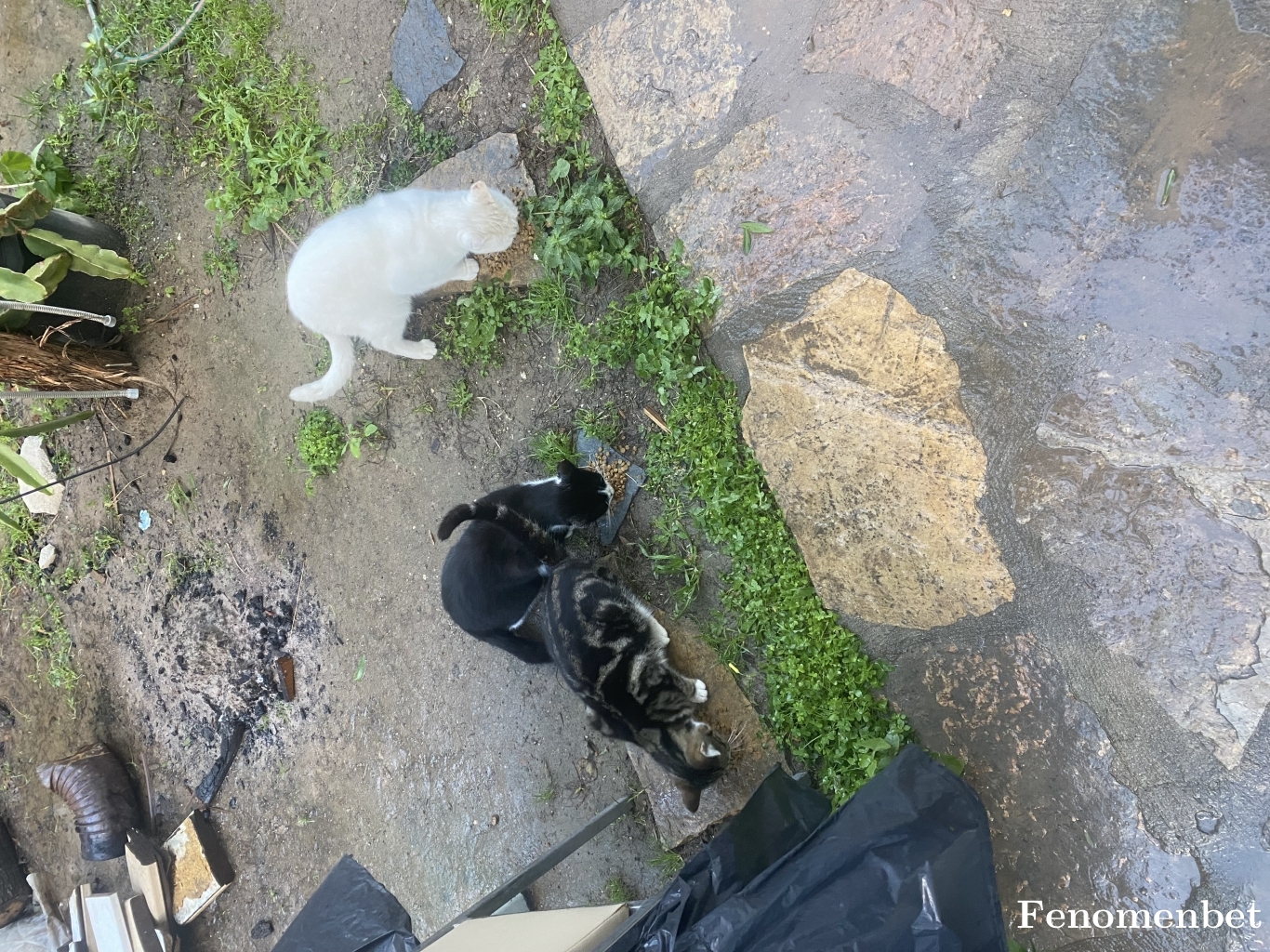 myigit tarafından paylaşıldı