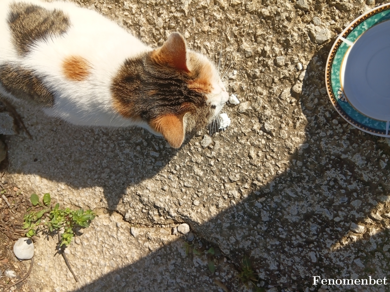 mahir80 tarafından paylaşıldı