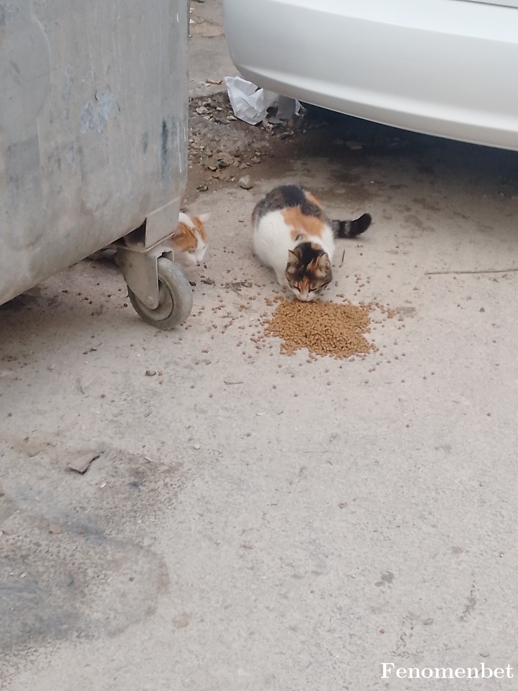 byvictory tarafından paylaşıldı