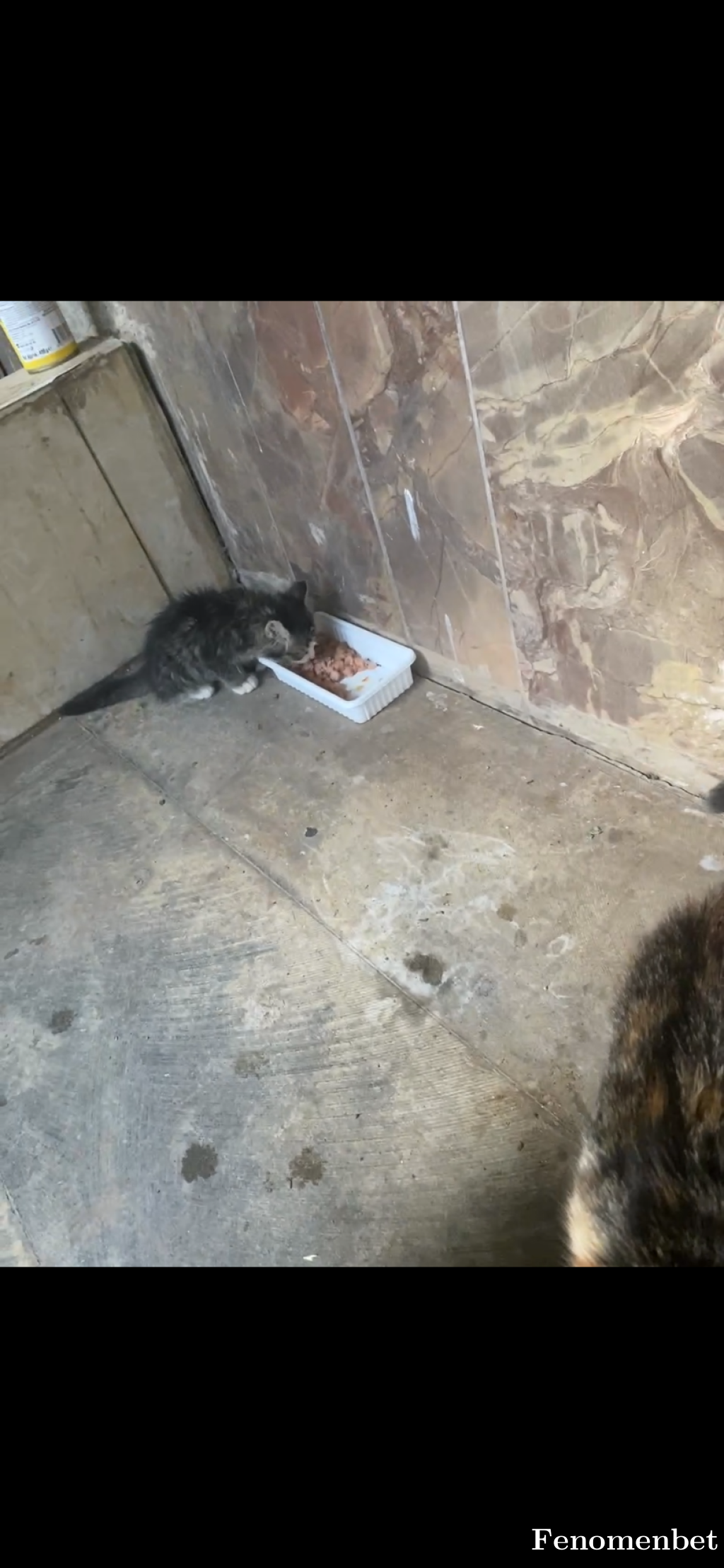 Diana211 tarafından paylaşıldı