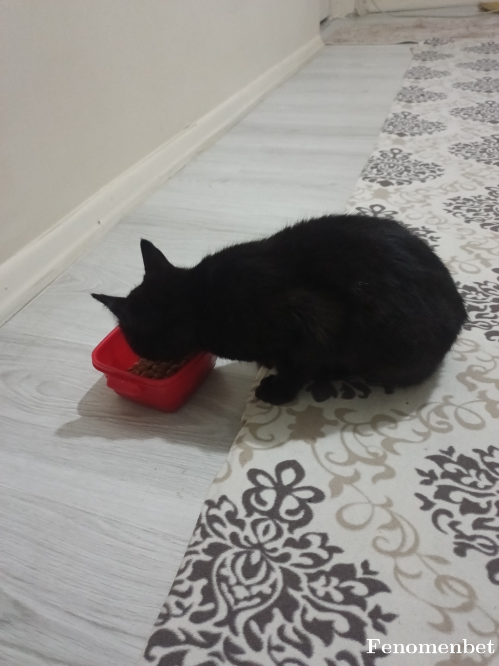 azad1907 tarafından paylaşıldı