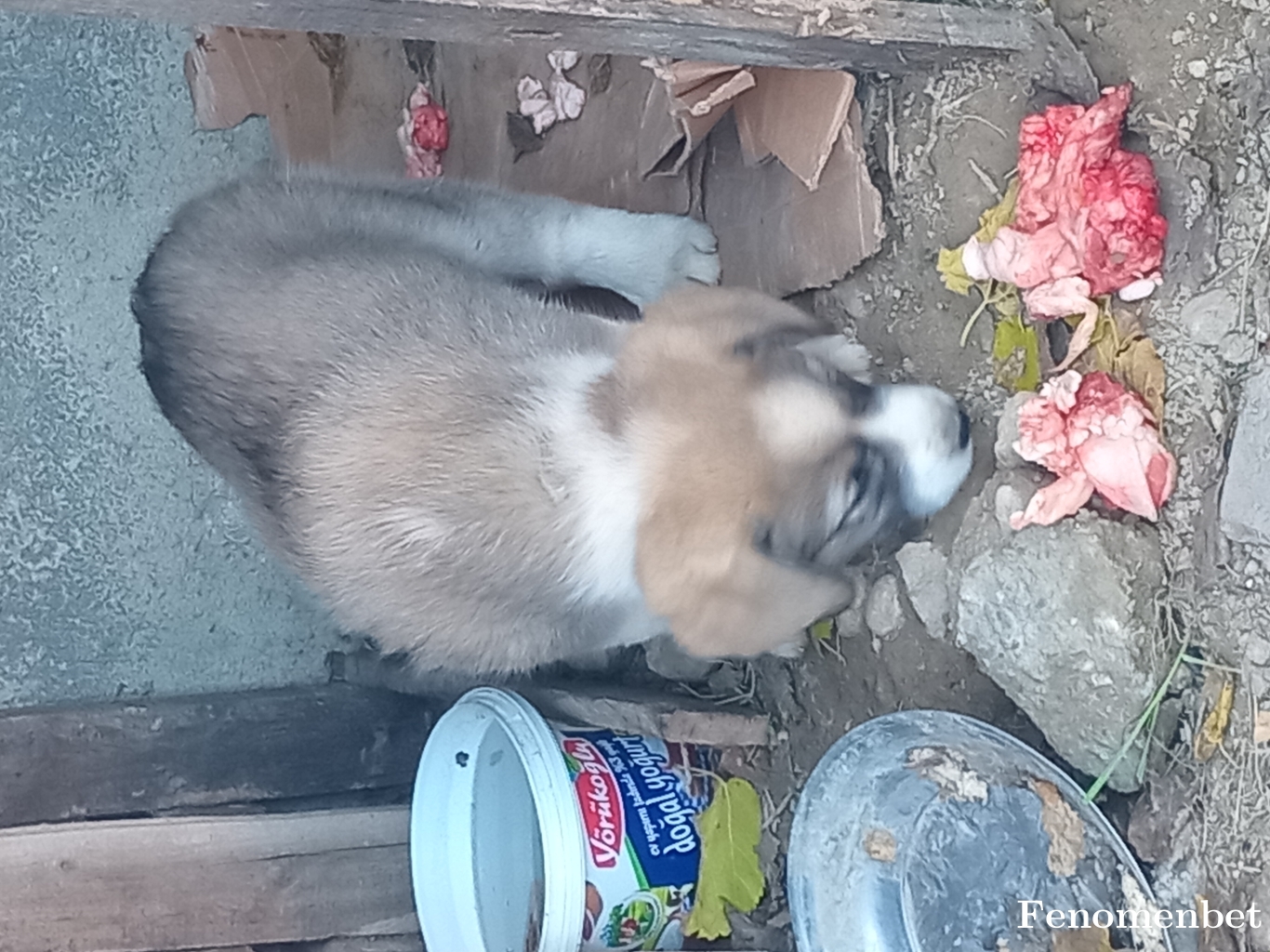 sezer4063 tarafından paylaşıldı