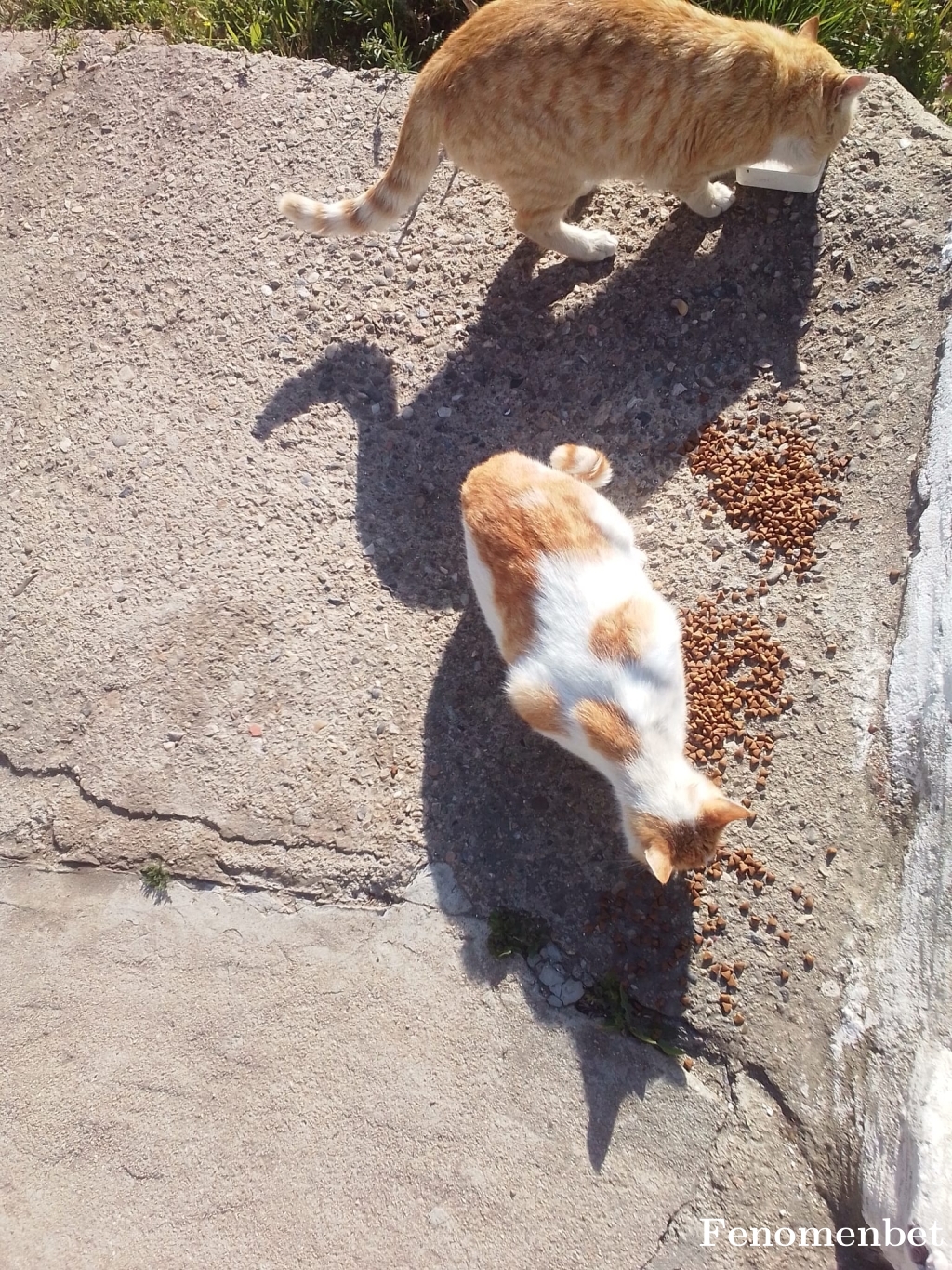 Berke20 tarafından paylaşıldı