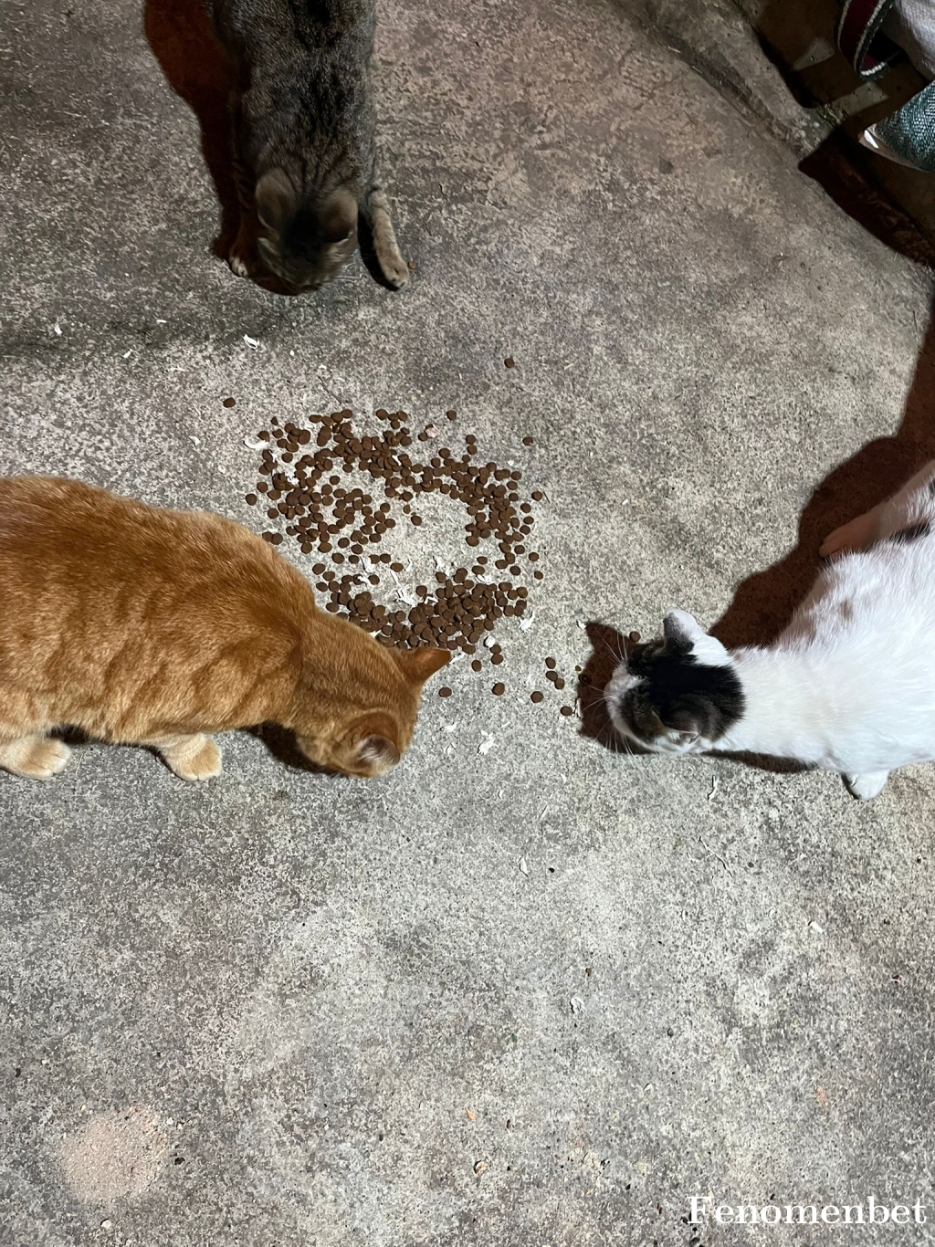 Jetaime41 tarafından paylaşıldı