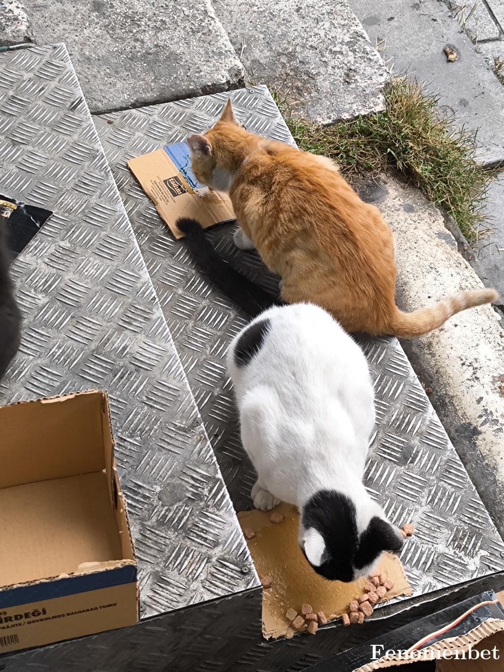 Platanusmex tarafından paylaşıldı