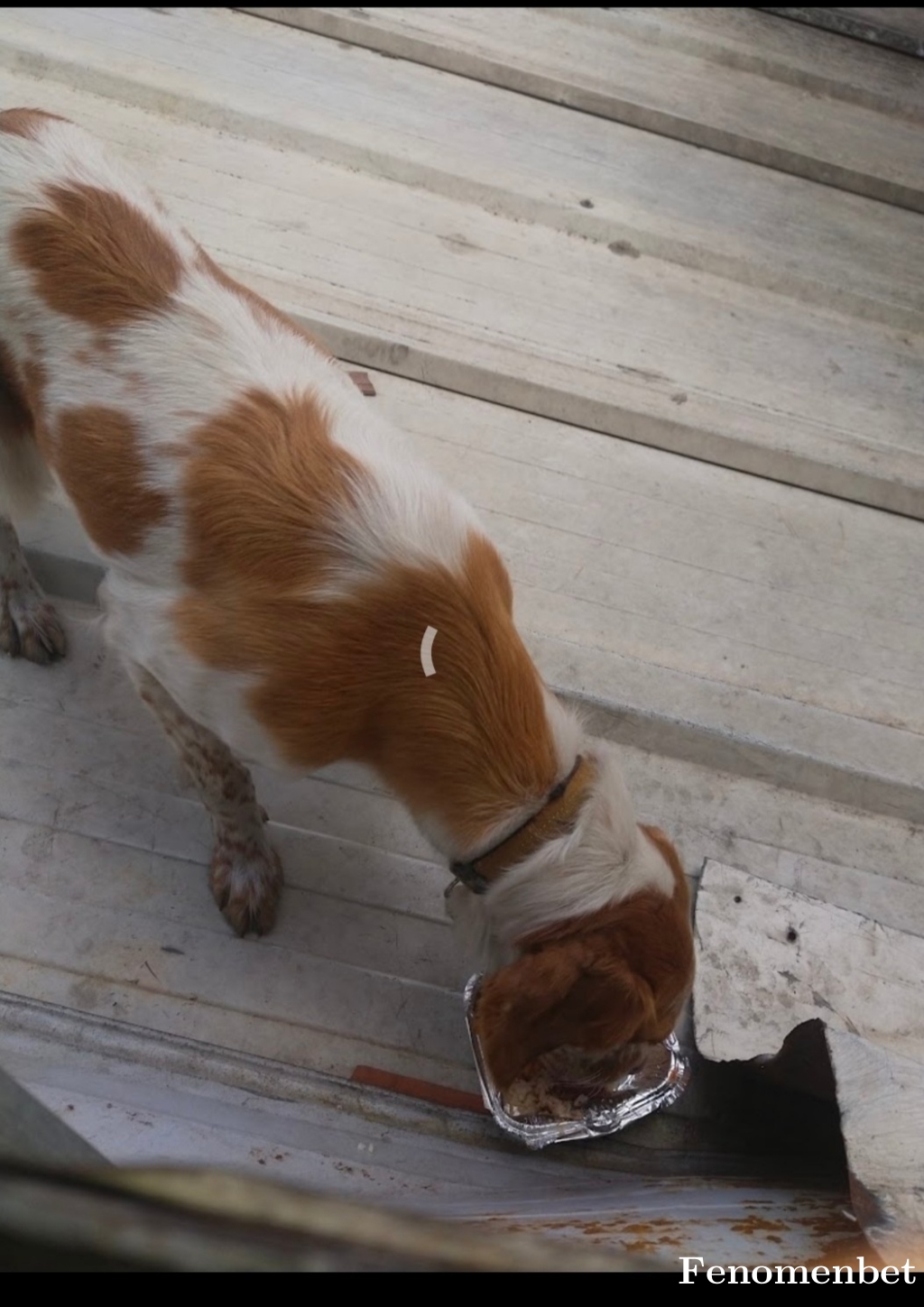 Ahmo13 tarafından paylaşıldı