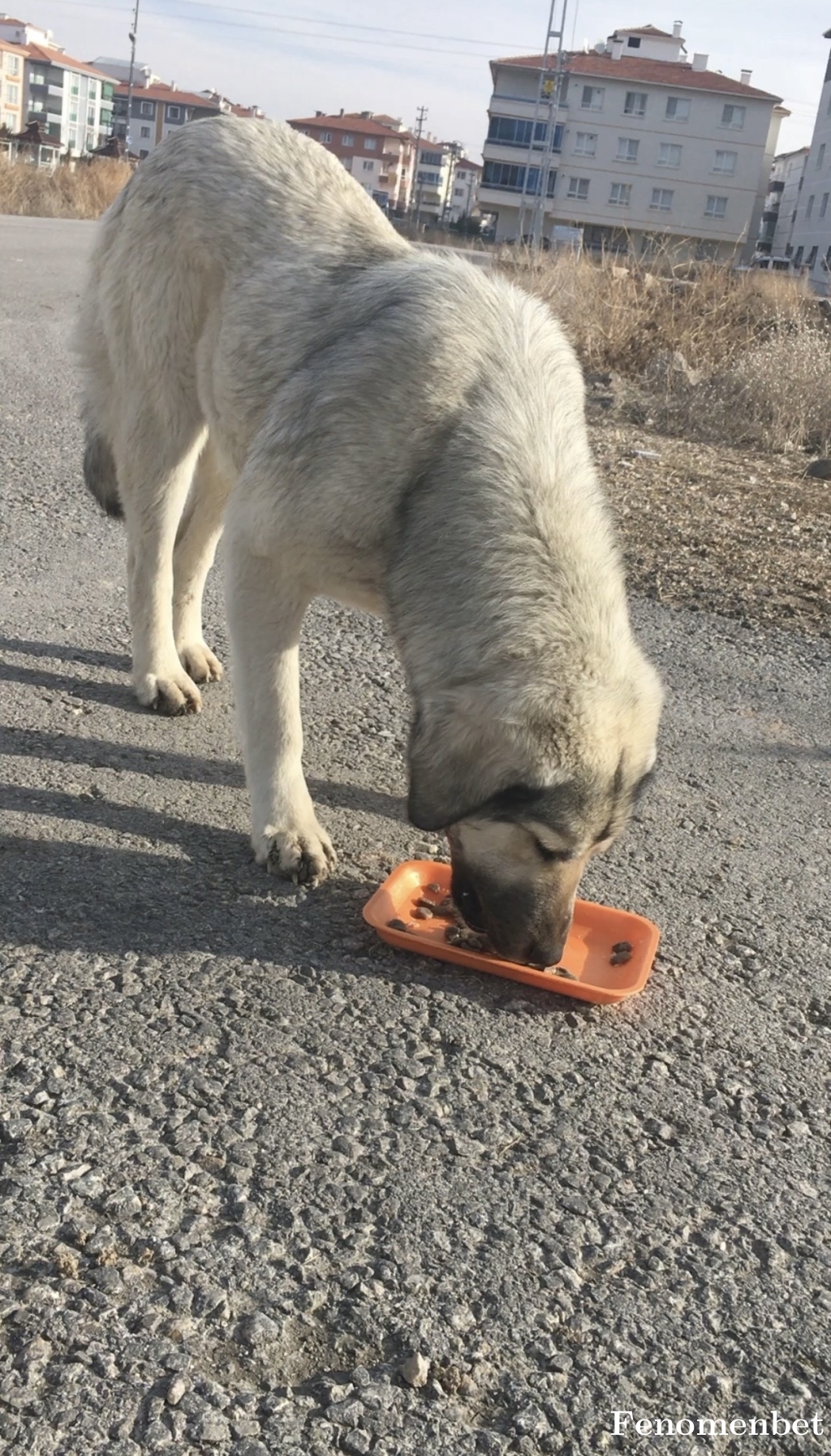 Arasnagis tarafından paylaşıldı