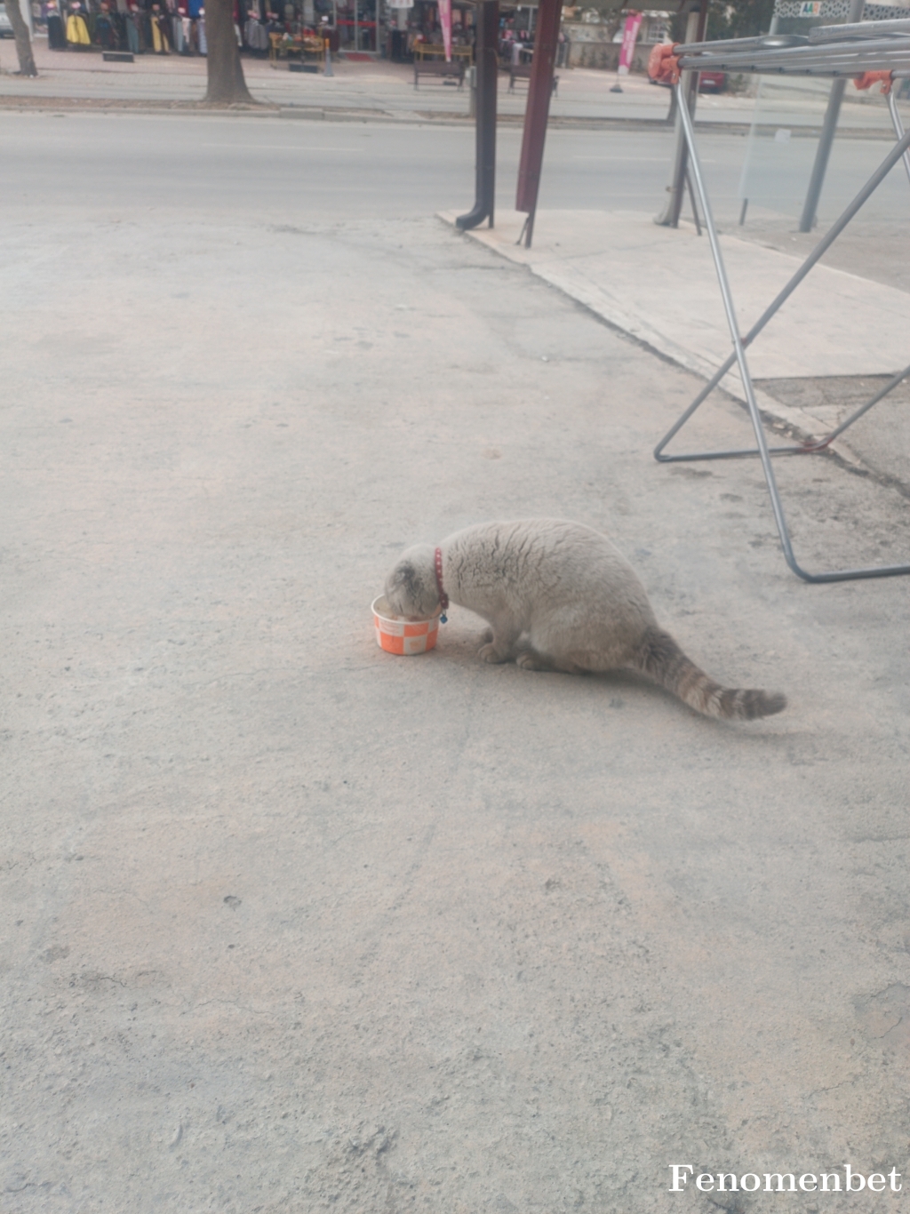 Mirzam42 tarafından paylaşıldı