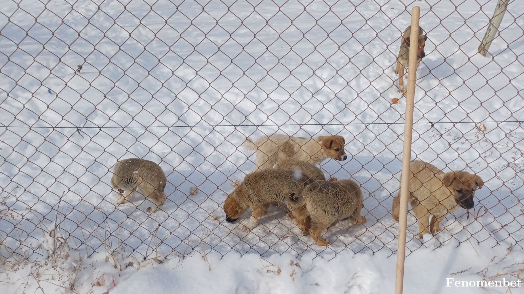 Ulaskarakus tarafından paylaşıldı